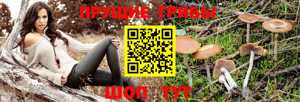 Псилоцибиновые грибы Psilocybine cubensis  Псилоцибиновые грибы GOLDEN TEACHER  Вход с VPN  даркнет сайт  Нурлат 